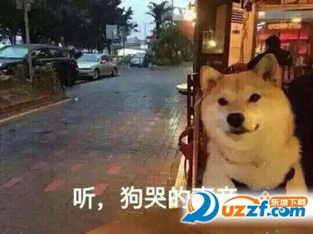 狗哭的照片,照片记录感人瞬间