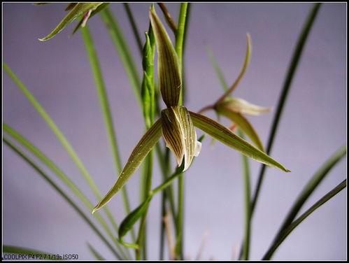 寒兰图片,冰肌玉骨，幽香四溢